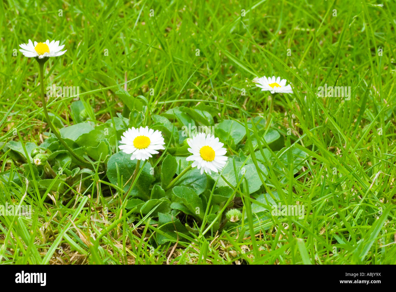 Clump of Daisies Growing on a Lawn Stock Photo Alamy