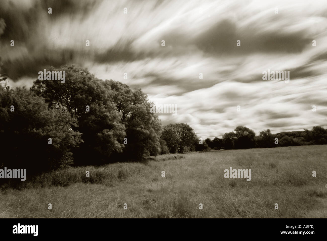 Trees black and white hi-res stock photography and images - Alamy