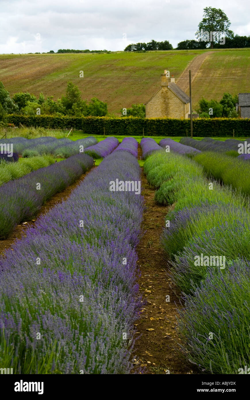 Cotswold Lavender Farm Stock Photo Alamy