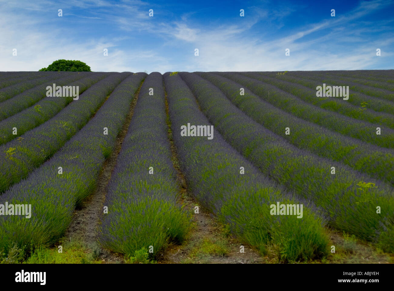 Cotswold Lavender Farm Stock Photo Alamy
