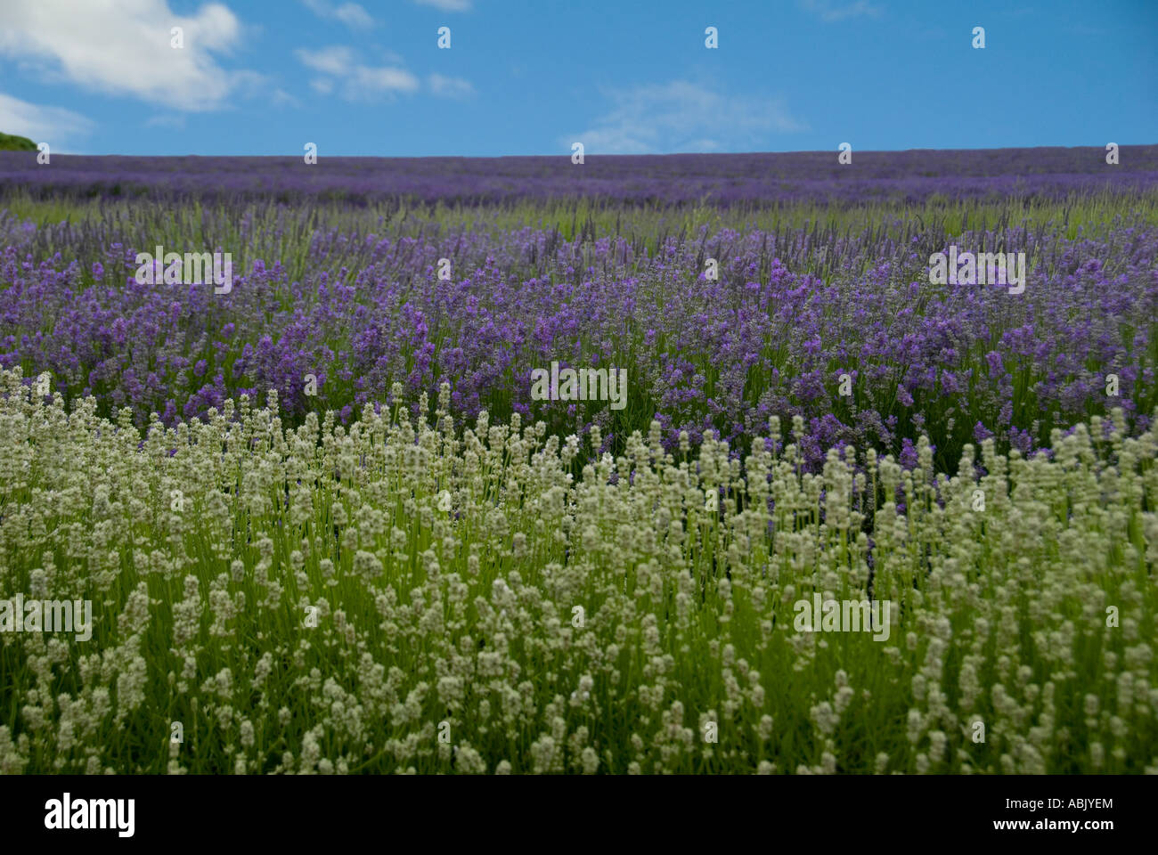 Cotswold Lavender Farm Stock Photo Alamy