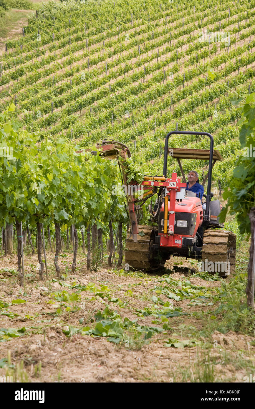 Wine growing & rows of vines. Fiatagri Farm tractor working in vineyards Tuscany Pruning Trimming & cultivating San Quirico d' Orcia Italy, Europe Stock Photo