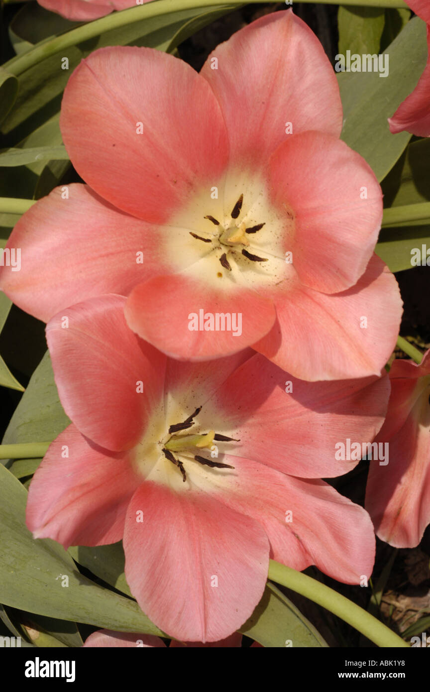 Close up of pale red tulip flower Liliaceae Tulipa Rosy Wings Gr Triumph Stock Photo