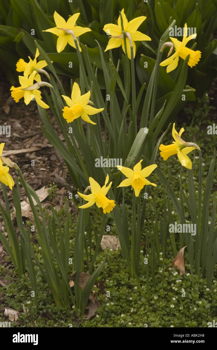 Many flowers of yellow spring daffodil Amarylidaceae Narcissus February Gold Stock Photo