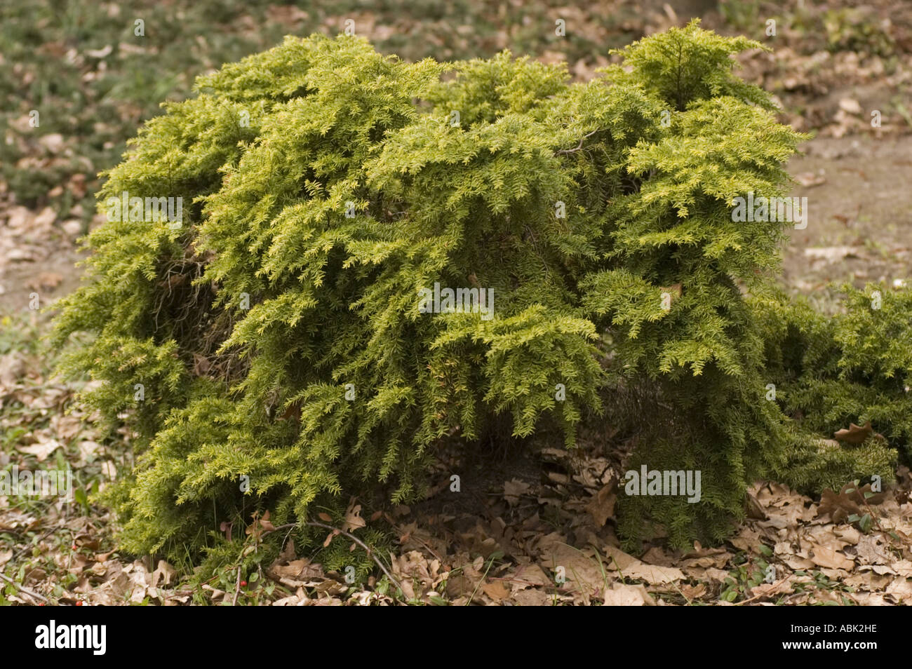 Canadian pine Pinaceae Tsuga canadensis Jeddoloh Stock Photo
