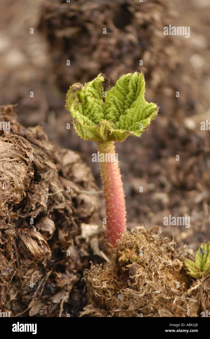 Young sprout of Gunnera manicata (Gunneraceae) emerging from mulch. Native to South America and Brasil, this giant rhubarb shows its first leaf. Stock Photo