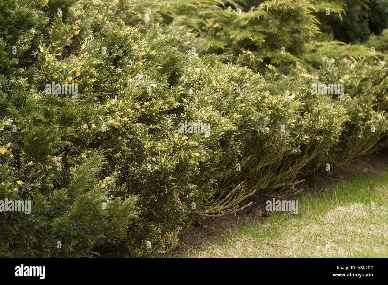 Savine twig Cupressaceae Juniperus sabina Variegata Stock Photo