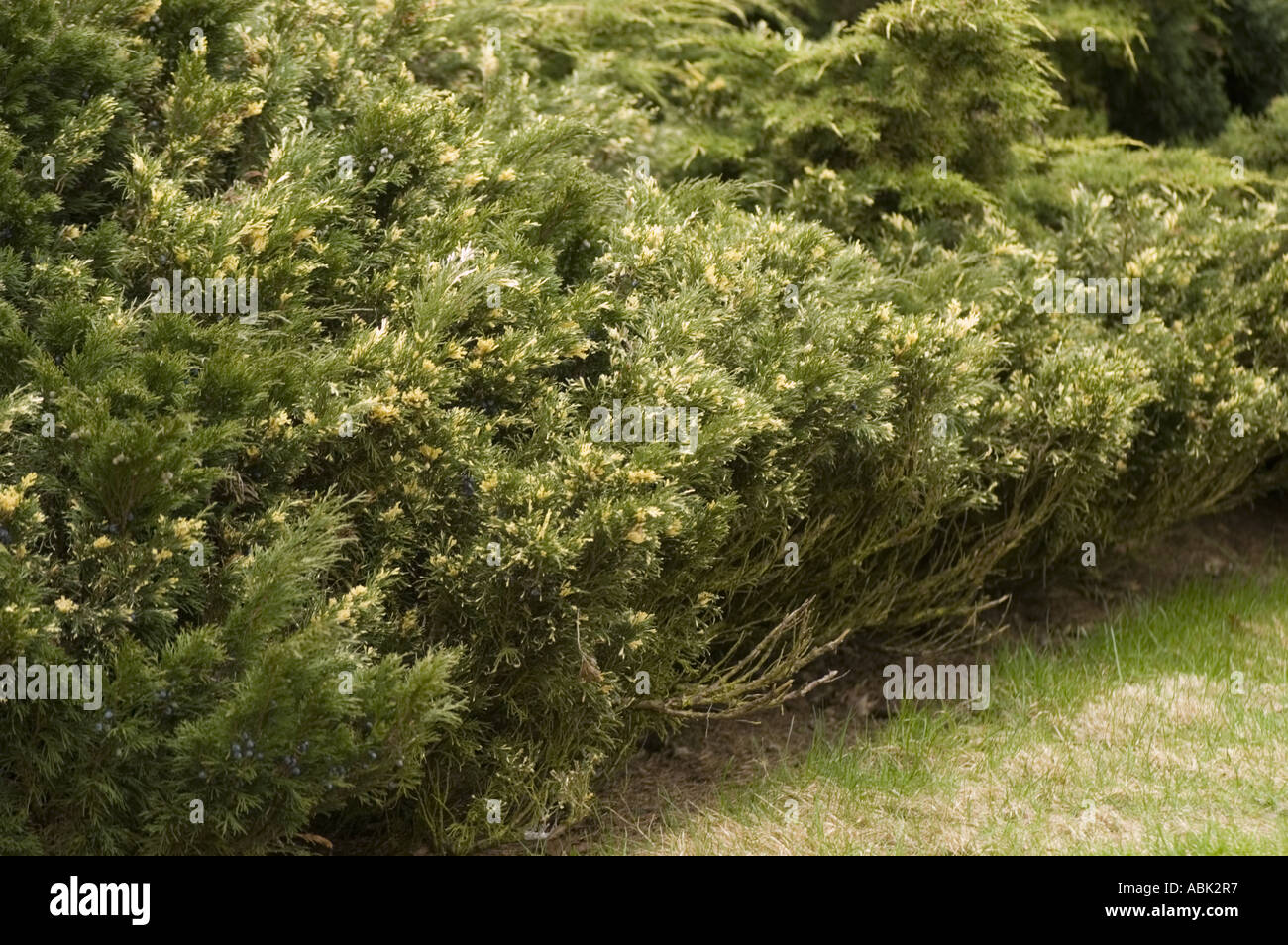 Savine twig Cupressaceae Juniperus sabina Variegata shrub with variegated  green and yellow foliage in a garden landscape Stock Photo - Alamy