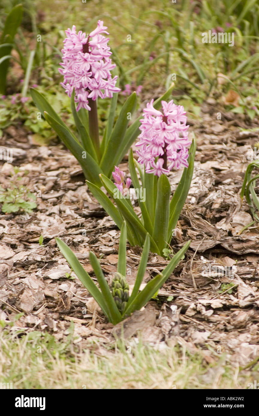 Pink spring flowers of Hyacinth hybride Hiacinthaceae Hyacinthus orientalis Stock Photo