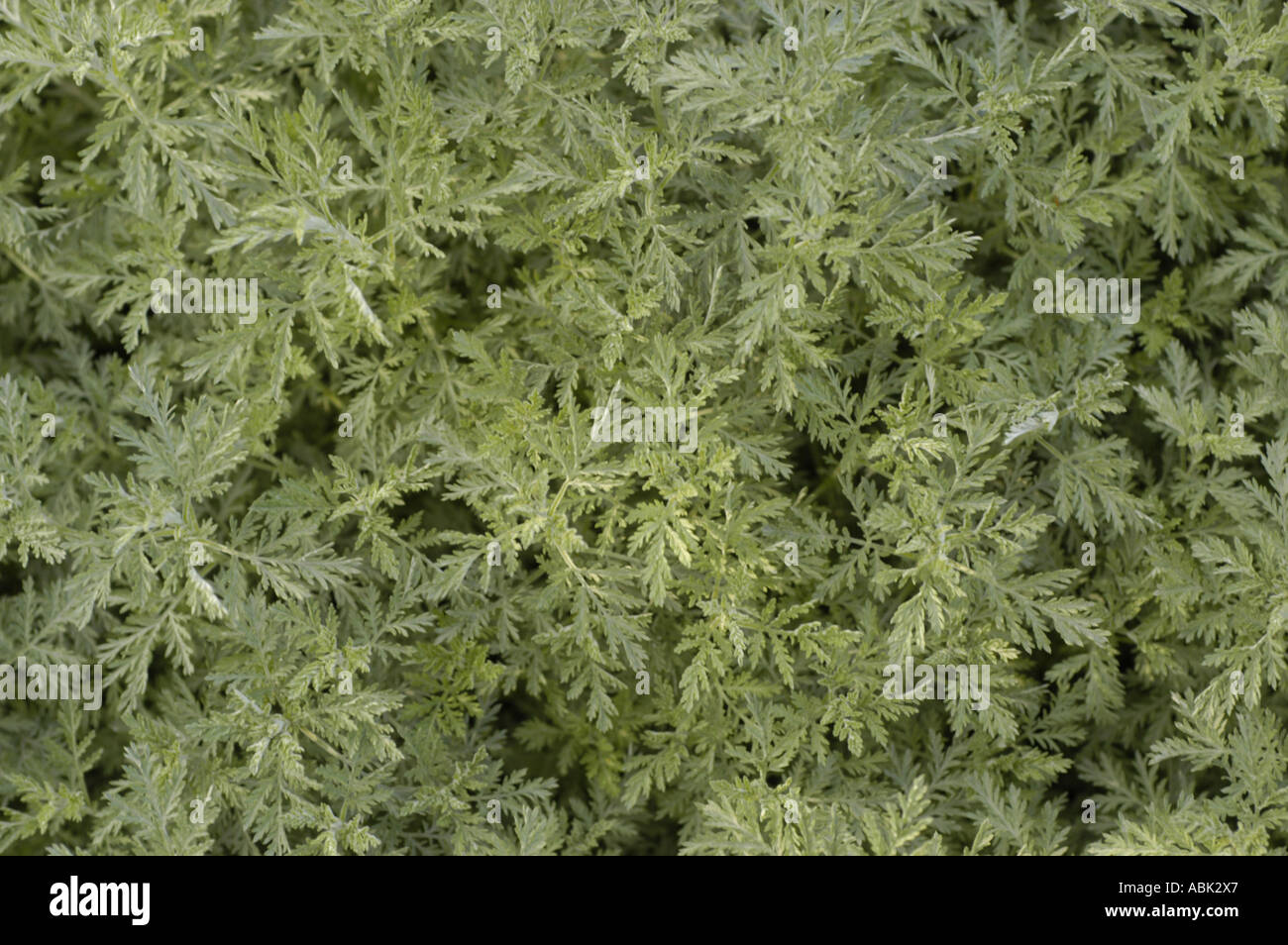 prairie sagewort plant Compositae Artemisia frigida Stock Photo