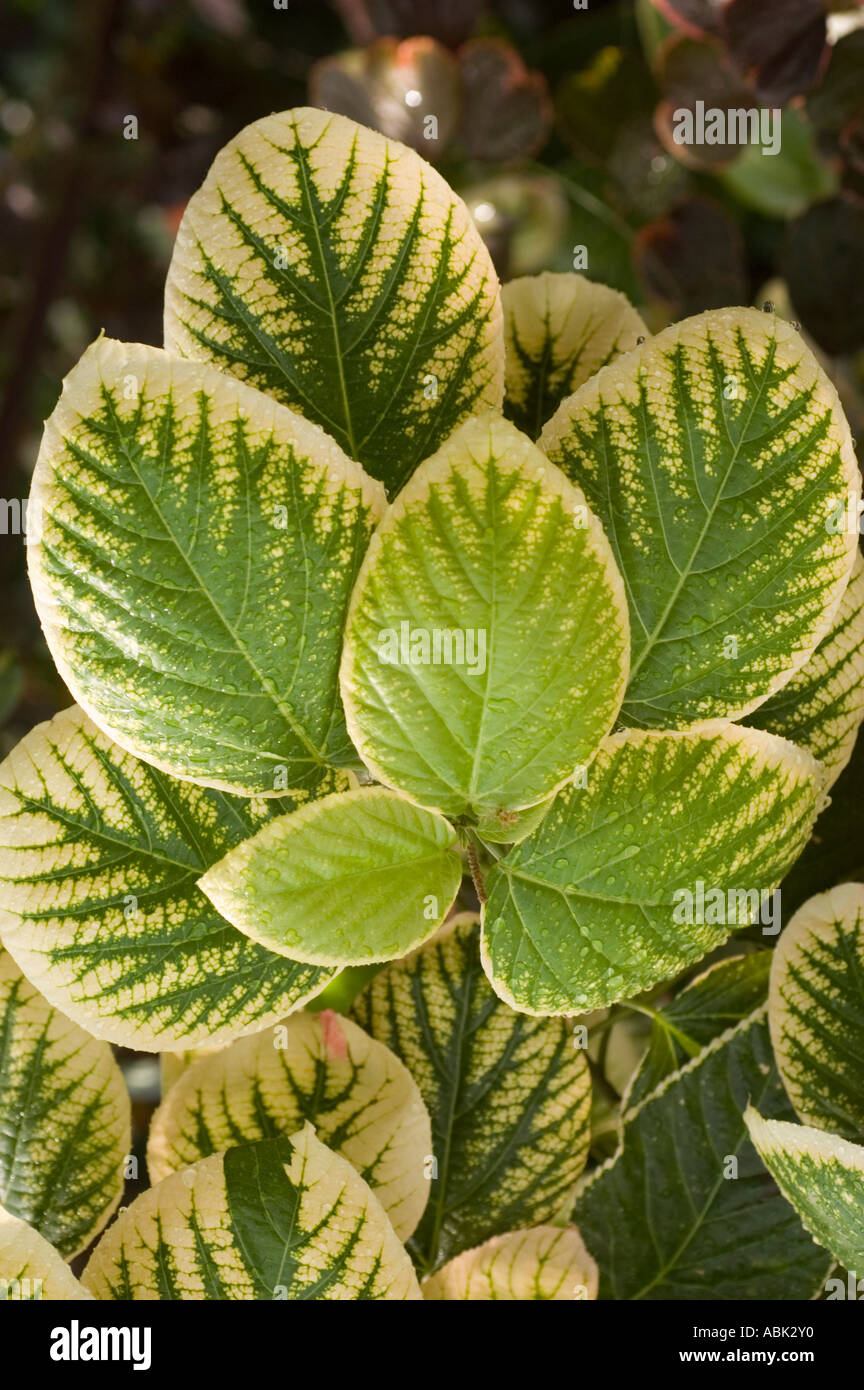 Euphorbiaceae Acalypha Wilkesiana White Picotee Stock Photo