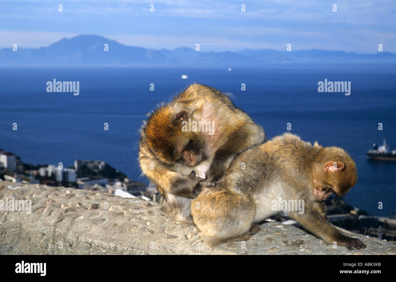 Gibraltar apes playing above the straits with the Moroccan side in the background Stock Photo