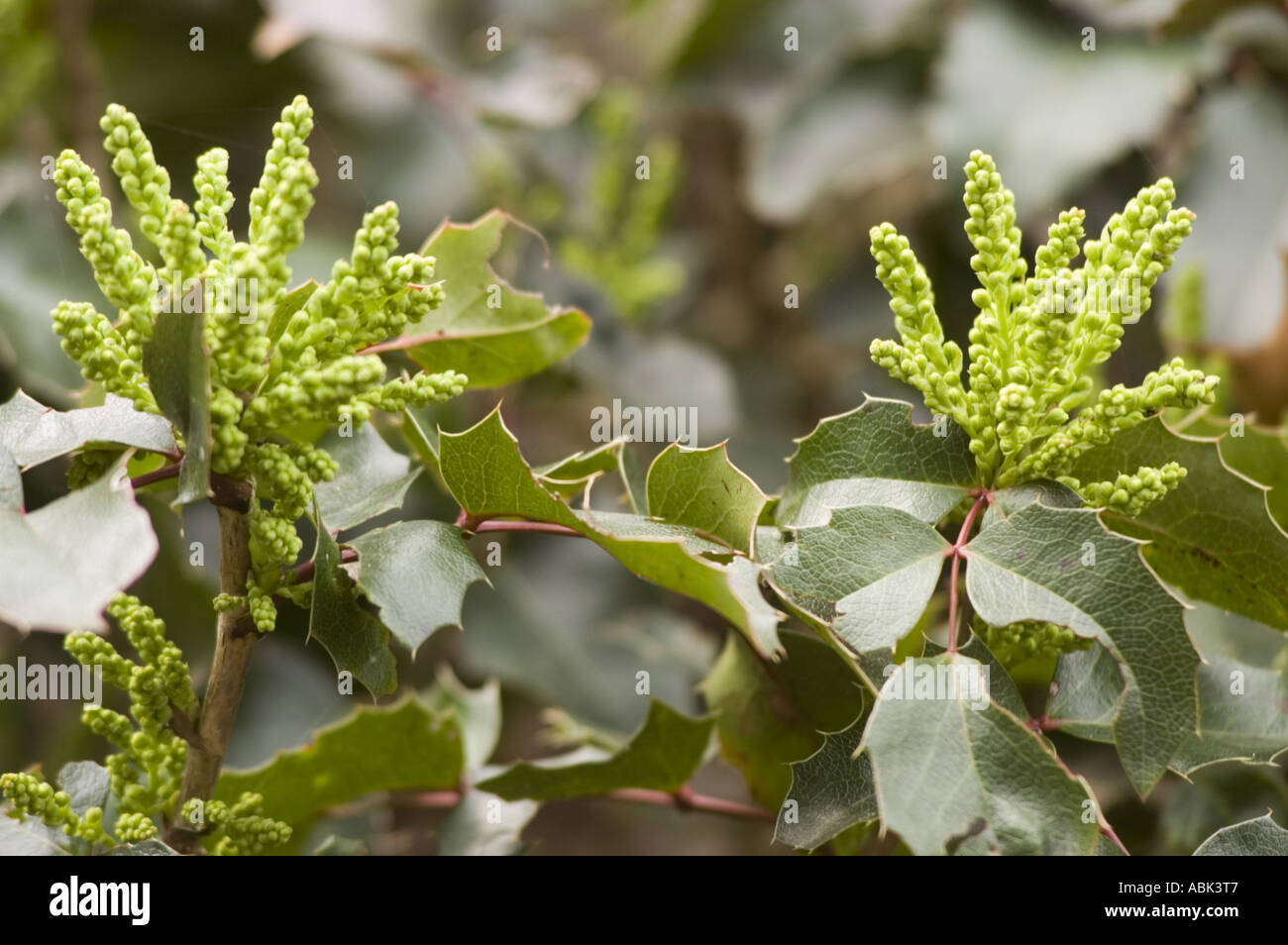 Early spring green Berberidaceae Mahonia Aquifolium Apollo USA Canada Stock Photo