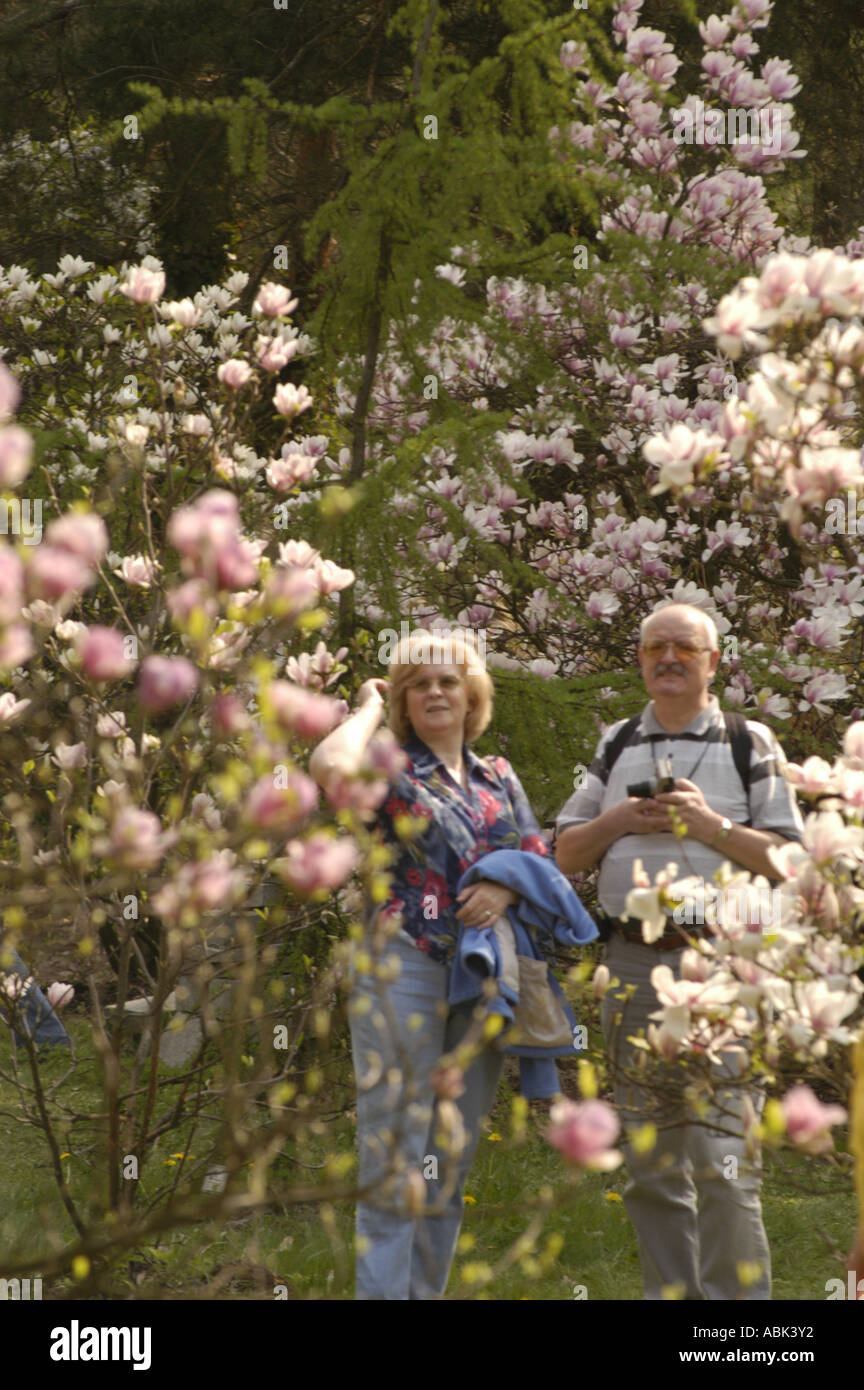 Elders couple looking at magnolia Tulip tree or Tulip Bush Magnoliaceae magnolia liliflora Stock Photo
