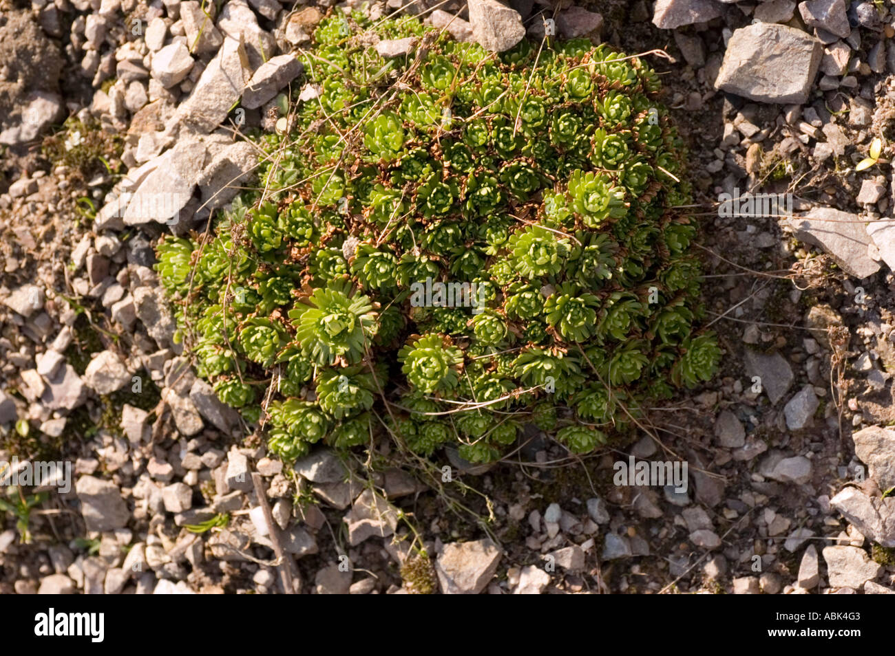Saxifrage Saxifragaceae Saxifraga Moschata s Dominii western Carpathian endemite Stock Photo