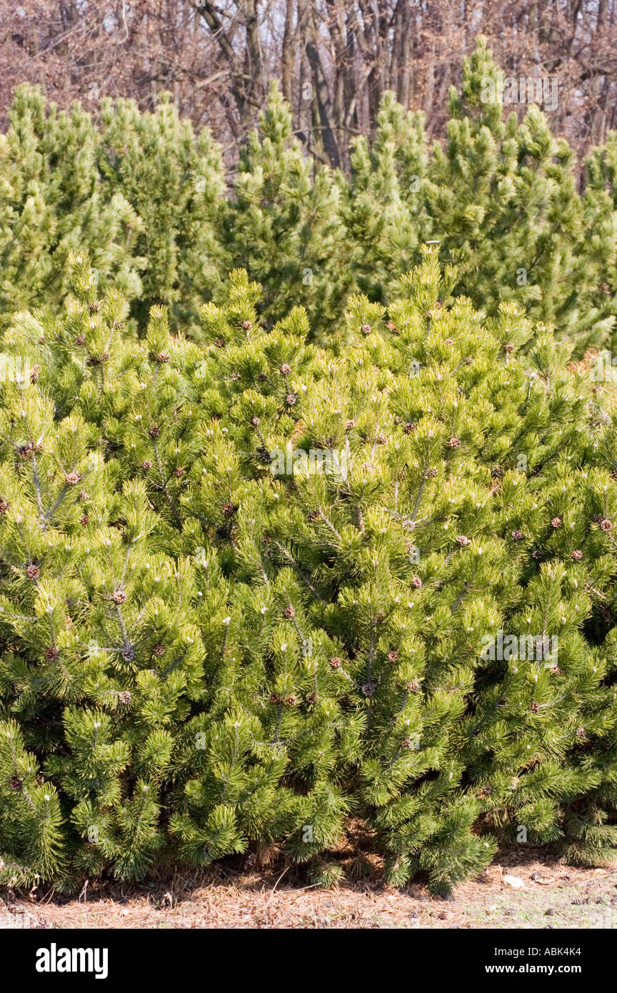 Pin Shrib Swiss Mountain Pine Mugo Pine Pinaceae Pinus Mugo shrub with dense ...