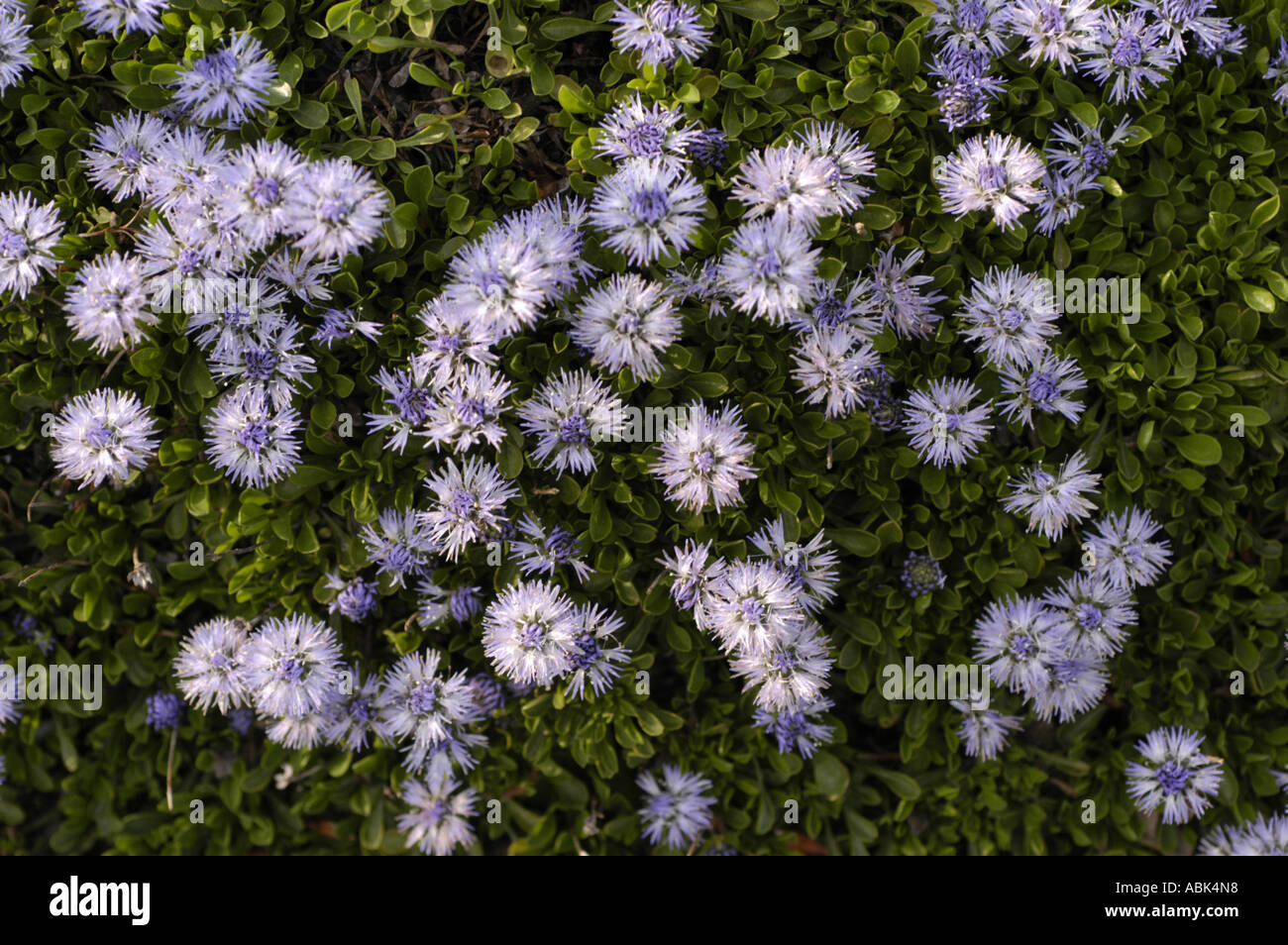 Globe Daisy Globulariaceae Globularia cordifolia Europe Stock Photo