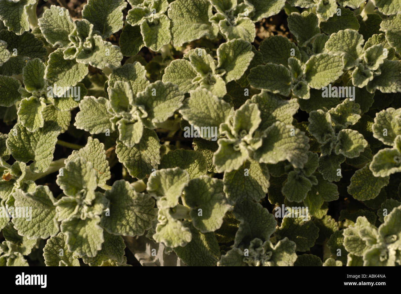 Mediterranean herb Labiatae marrubium incanum Stock Photo