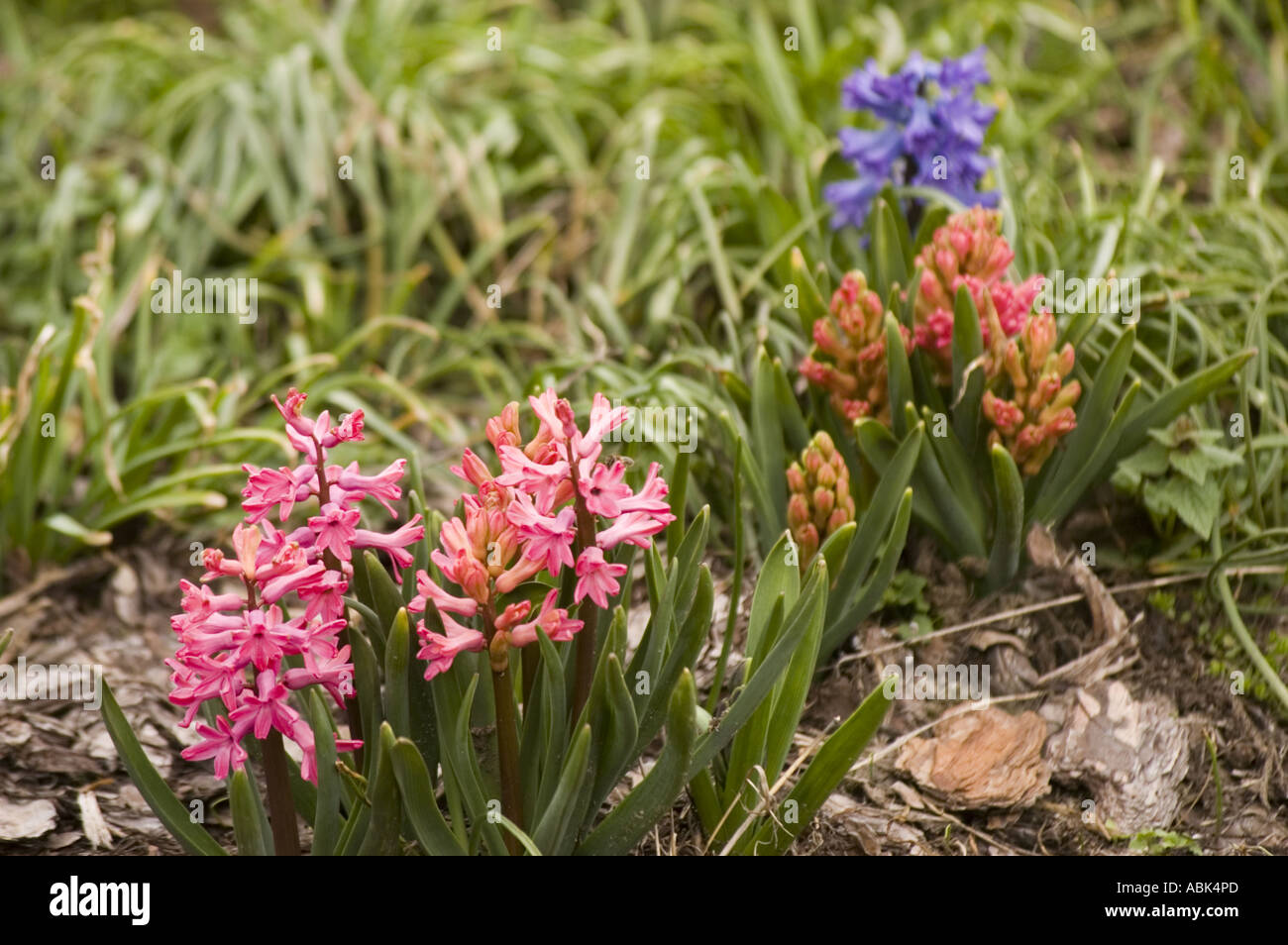 Pink and orange and blue spring flowers of Hyacinth hybride Hiacinthaceae Hyacinthus orientalis Stock Photo