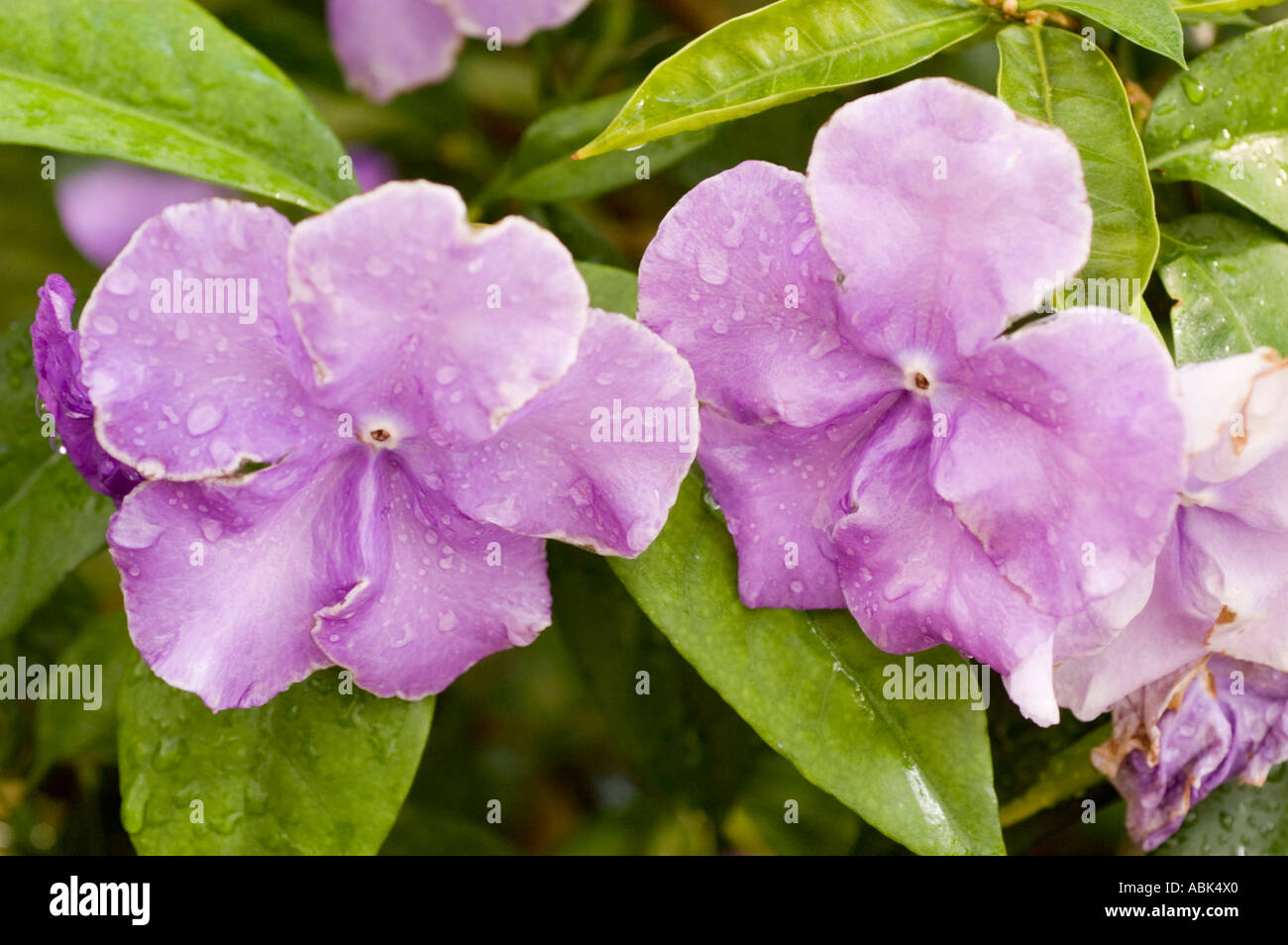 Pikn violet flowers of Morning Noon and Night Solanaceae Brunfelsia Calycina South Africa Stock Photo