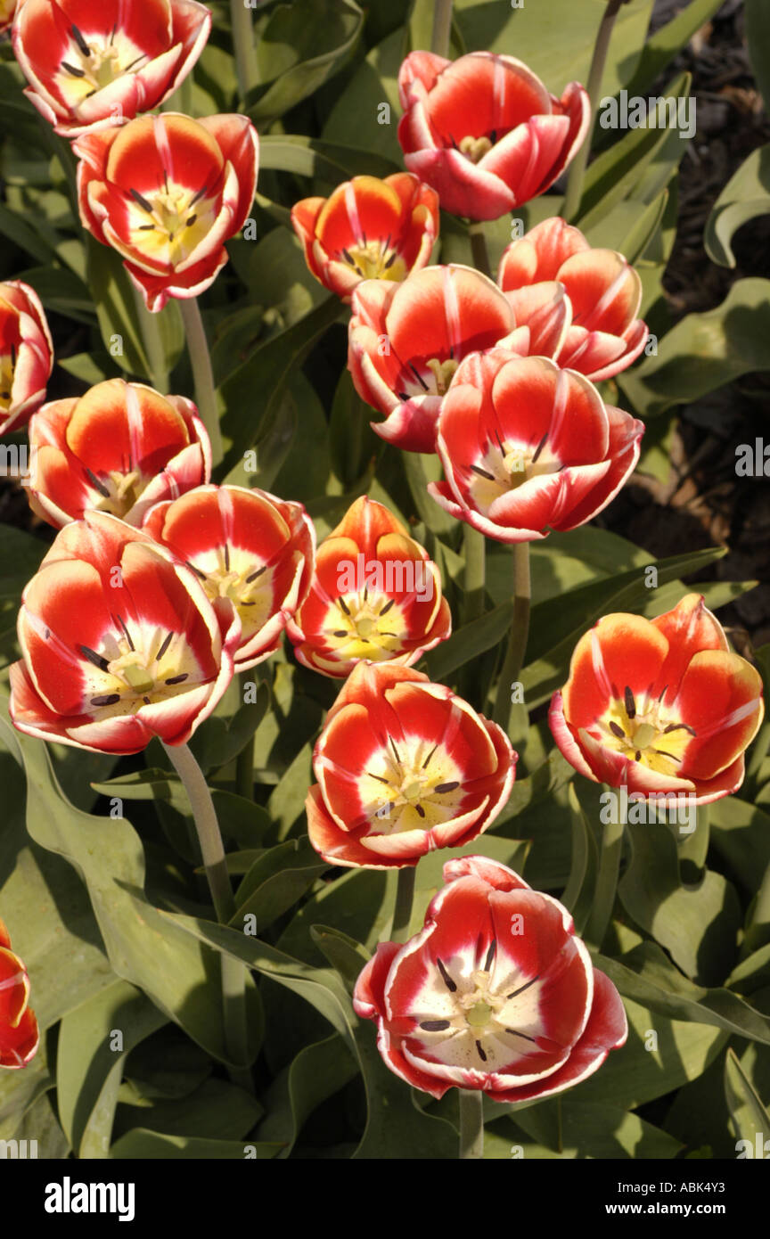 Leen van der mark hi-res stock photography and images - Alamy