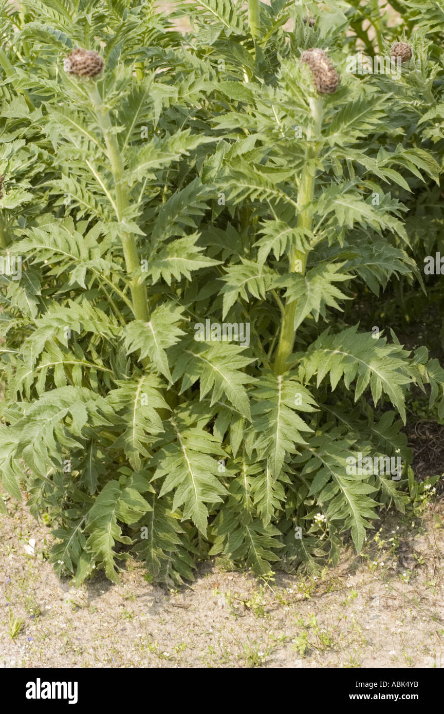 Maral Root Asteracae Rhaponticum carthamoides Asia Stock Photo