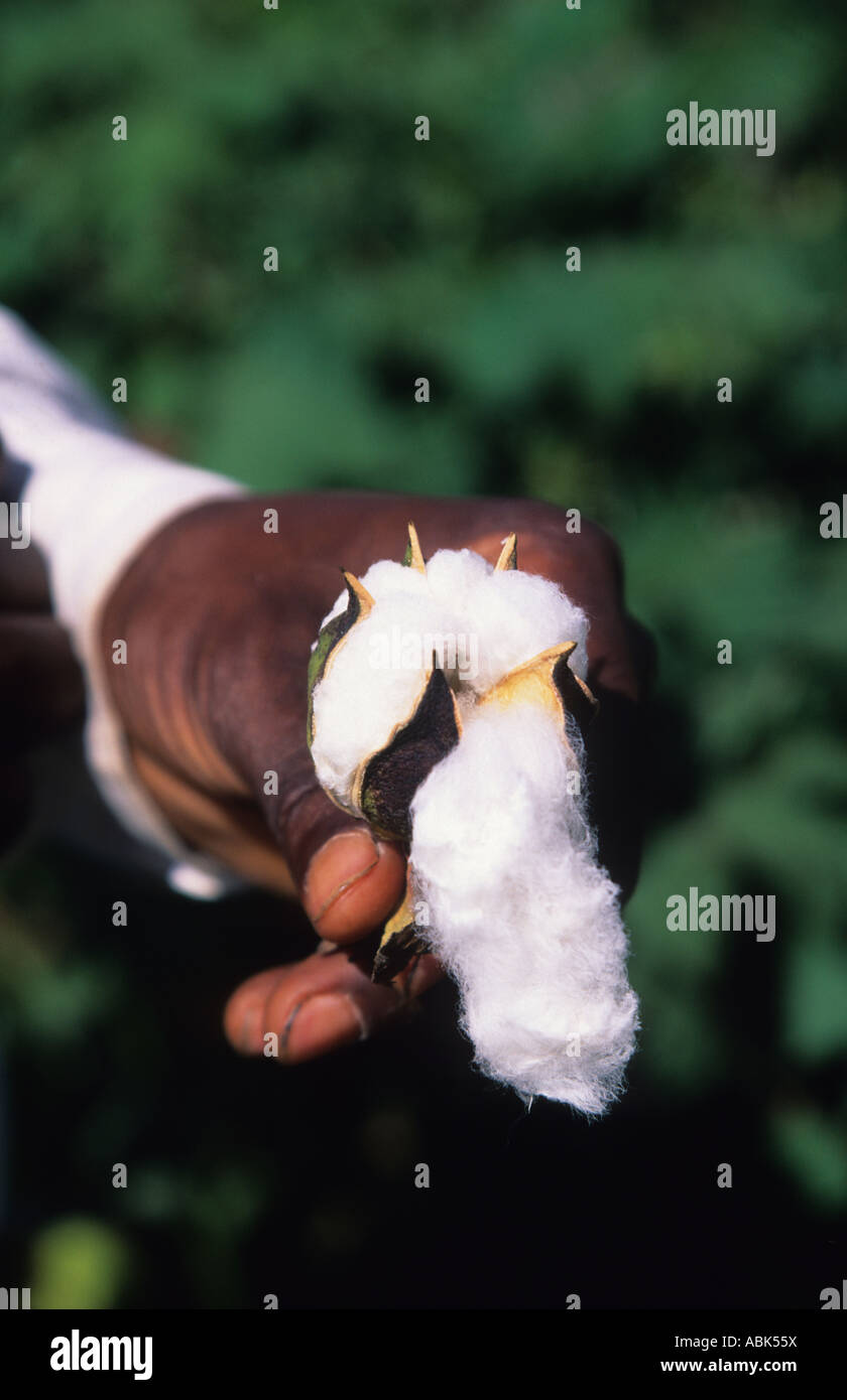 Zimbabwe harvest hires stock photography and images Alamy