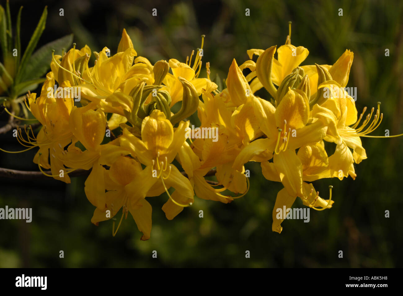Rhododendron flavum hi-res stock photography and images - Alamy