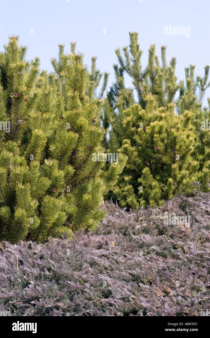 Swiss Mountain Pine Mugo Pine Pinaceae Pinus Mugo Stock Photo