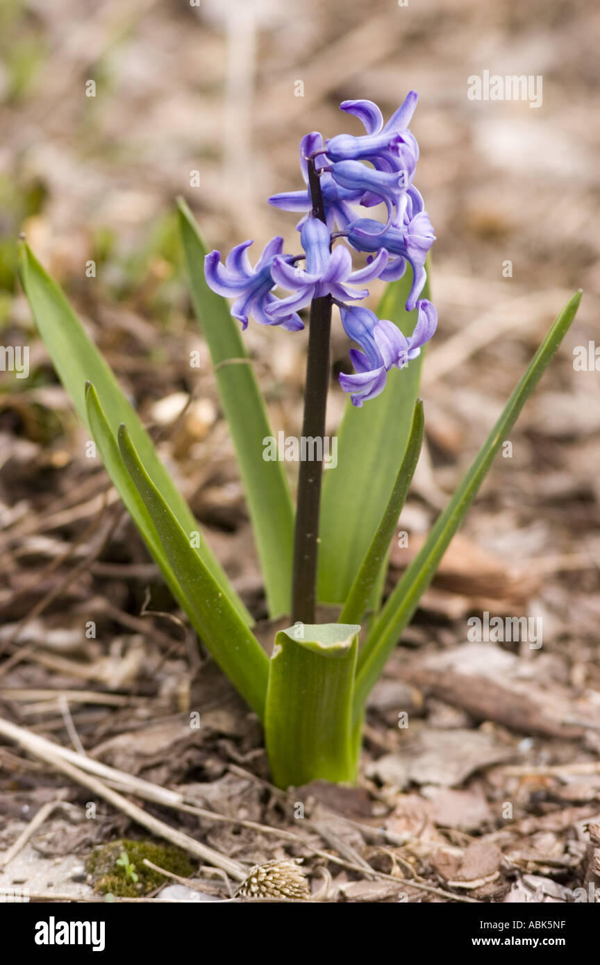 Blue spring flowers of Hyacinth hybride Hiacinthaceae Hyacinthus orientalis Stock Photo