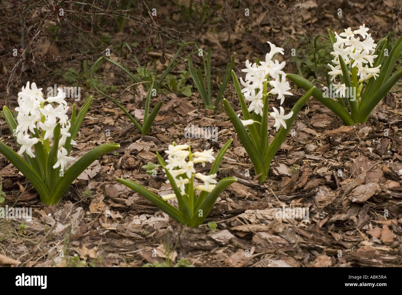 White spring flowers of Hyacinth hybride Hiacinthaceae Hyacinthus orientalis Stock Photo