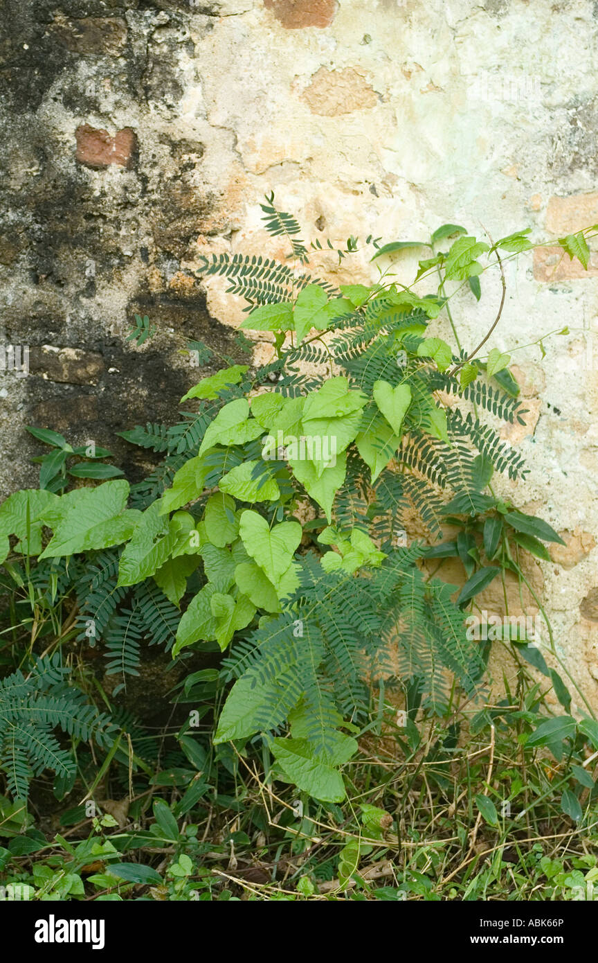 Estate Little Princess, Christiansted, St Croix, US Virgin Islands
