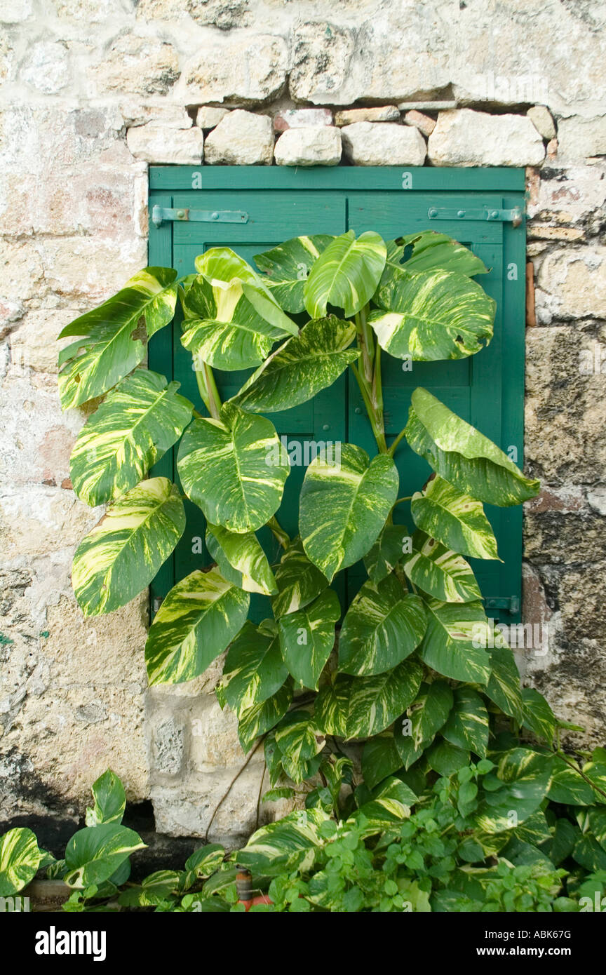 Virgin ivy leaf hires stock photography and images Alamy