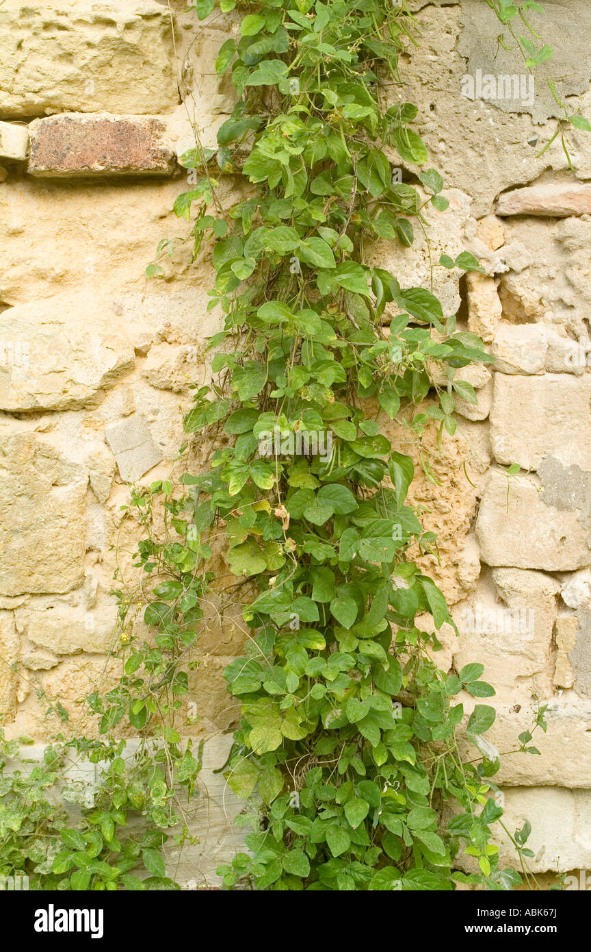 Estate Little Princess, Christiansted, St Croix, US Virgin Islands