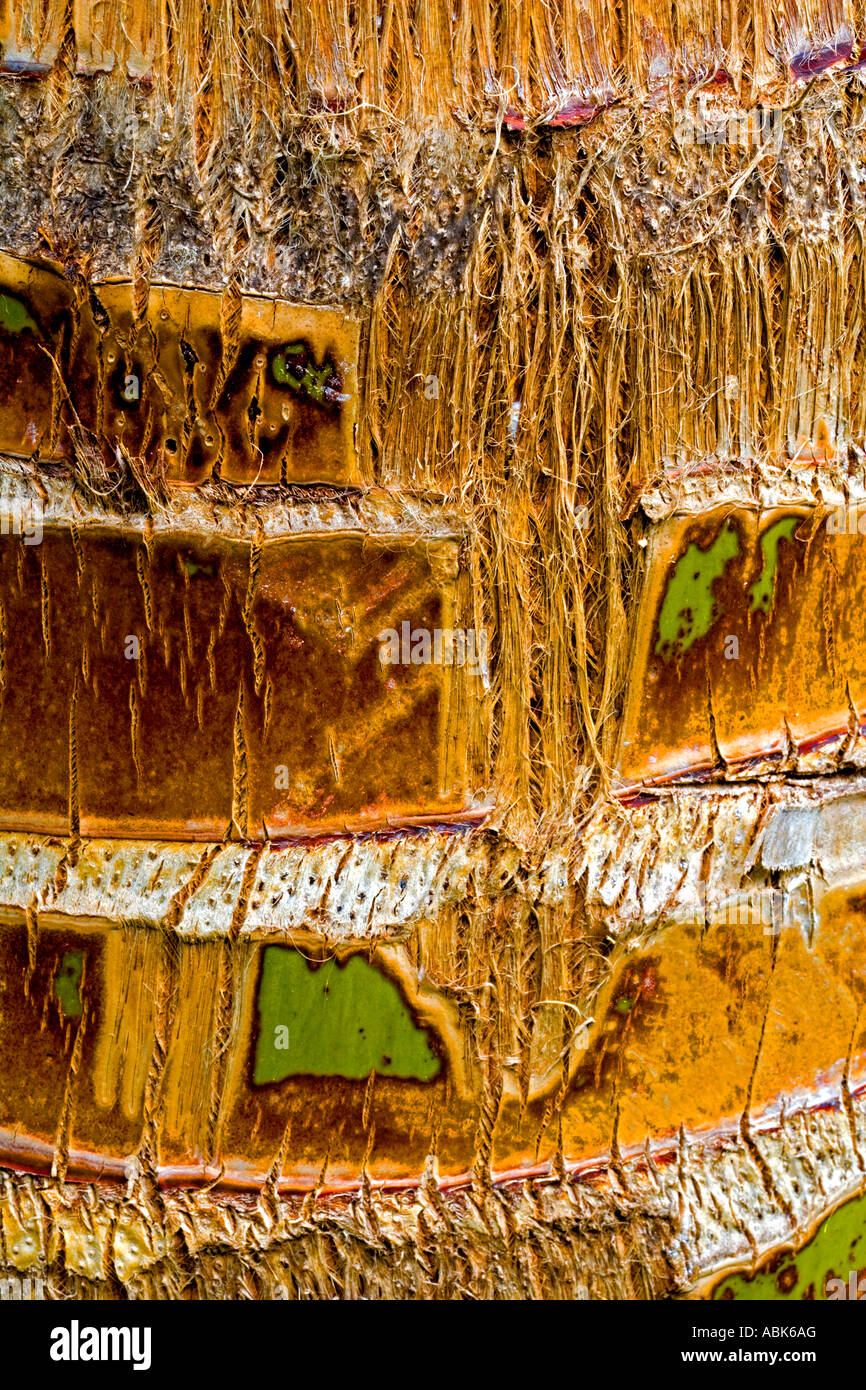 Palm tree trunk detail in Mauritius Stock Photo