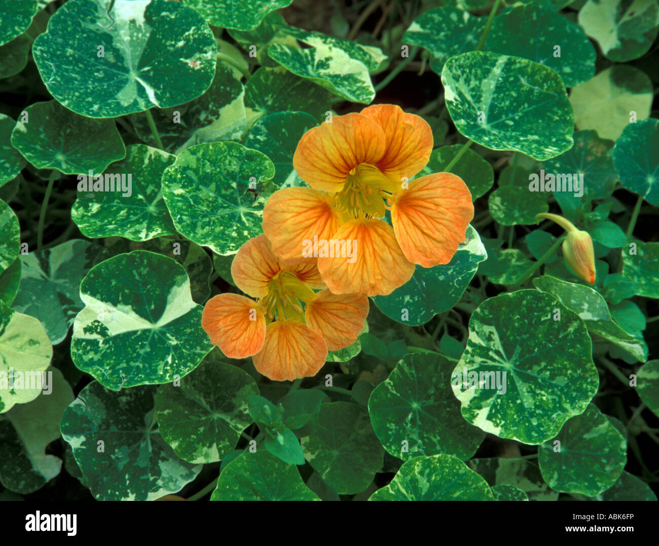 Nasturtium Alaska Stock Photo Alamy