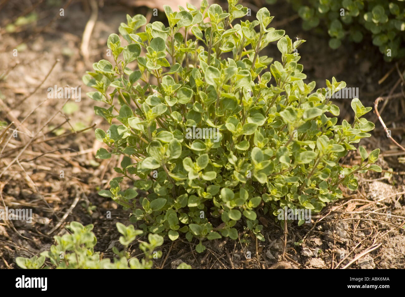 Camphor thyme Lamiaceae Thymus camphoratus Portugal Stock Photo Alamy