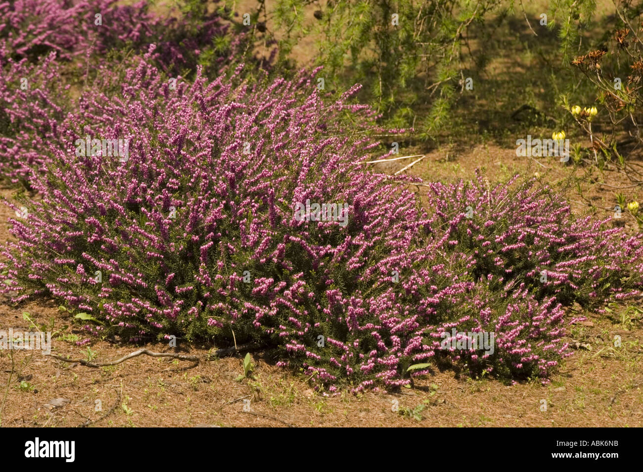 Violet flowers of spring hearher Erica carnea King George or Winter Beauty Stock Photo