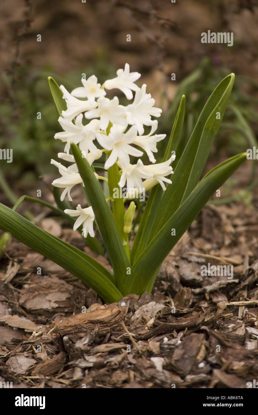 White spring flowers of Hyacinth hybride Hiacinthaceae Hyacinthus orientalis Stock Photo