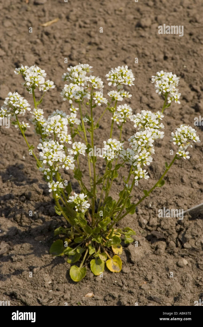 White flowers of medicinal plant common scurvy grass or scurvygrass Brassicaceae Cochlearia officinalis Stock Photo