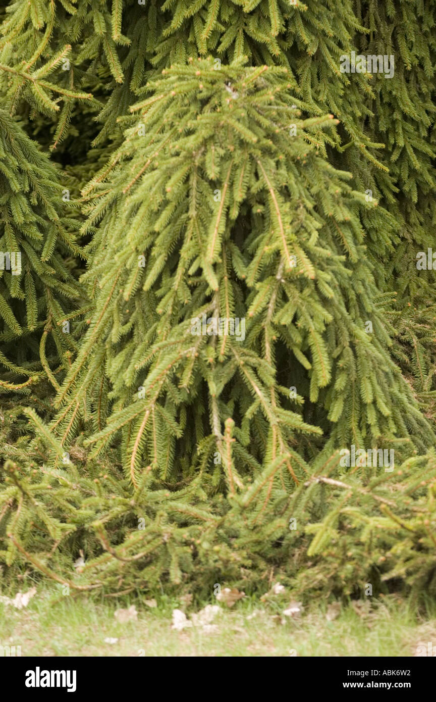 Pinaceae Picea abies Inversa Stock Photo