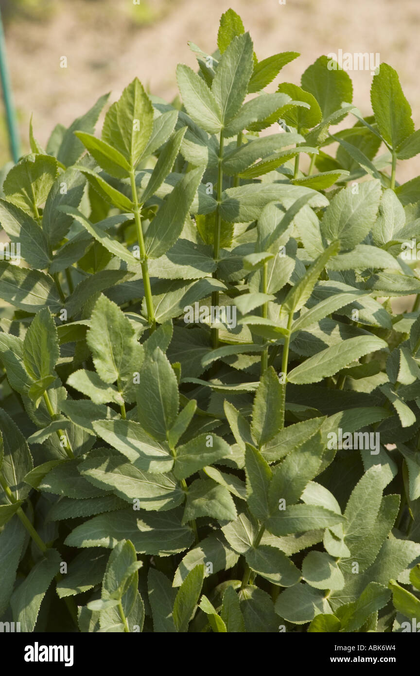 Skirret Apiaceae Sium sisarum Stock Photo
