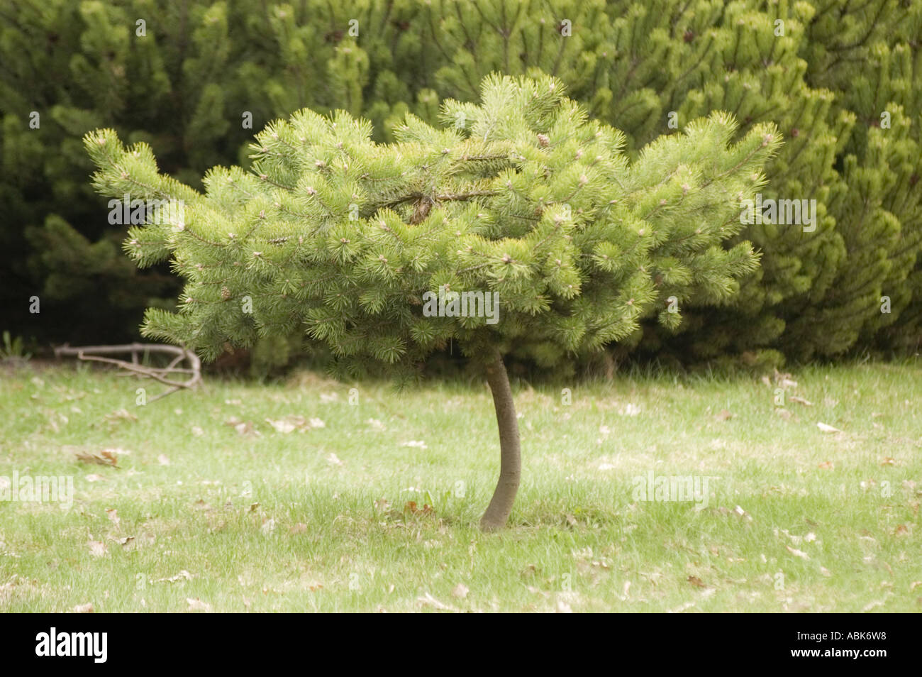 Pinaceae Picea abies Nidiformis Stock Photo