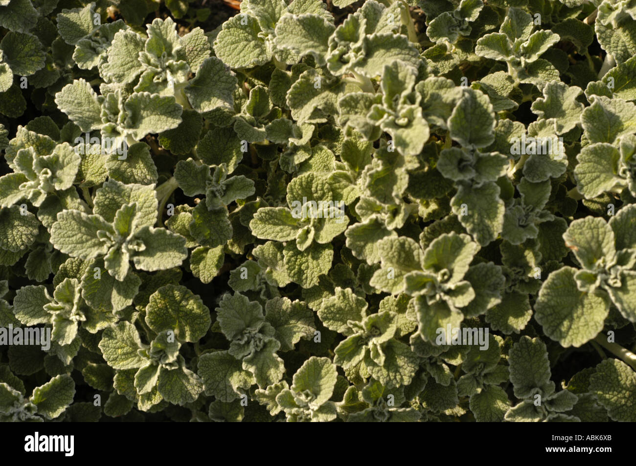 Mediterranean herb Labiatae marrubium incanum Stock Photo