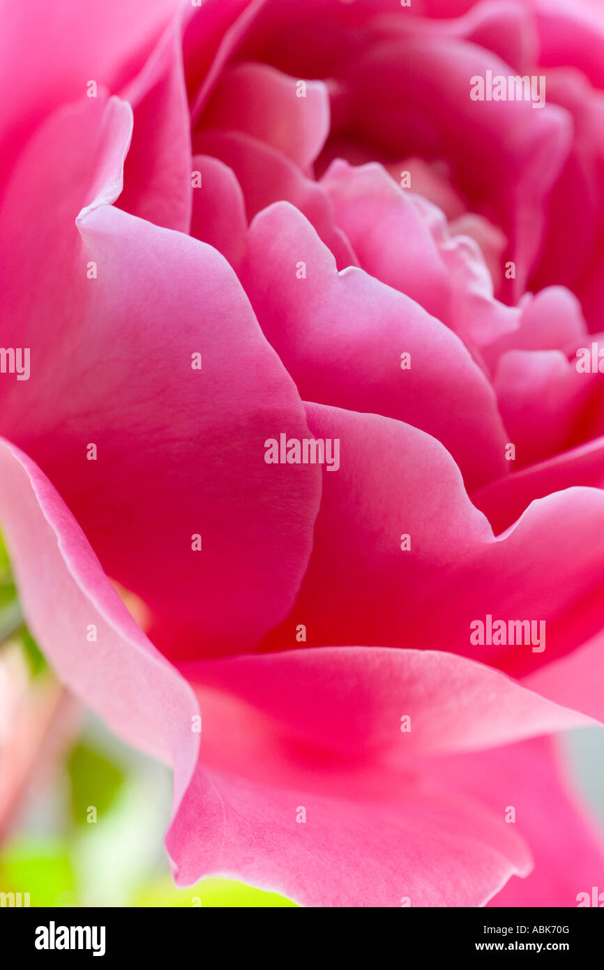 Dramatic pink rose hires stock photography and images Alamy