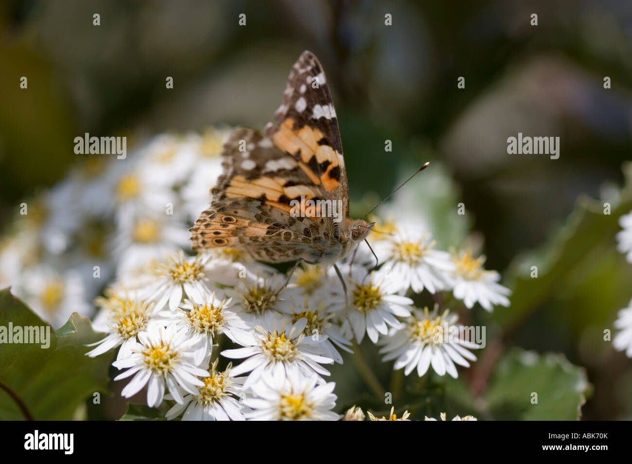 Painted Lady Butterfly (Vanessa Cardui) on Olearia bush Stock Photo