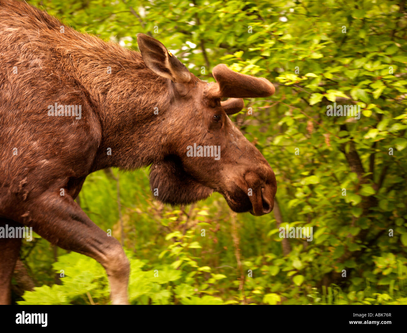 Moose on the Coastal Trail in Anchorage Stock Photo Alamy