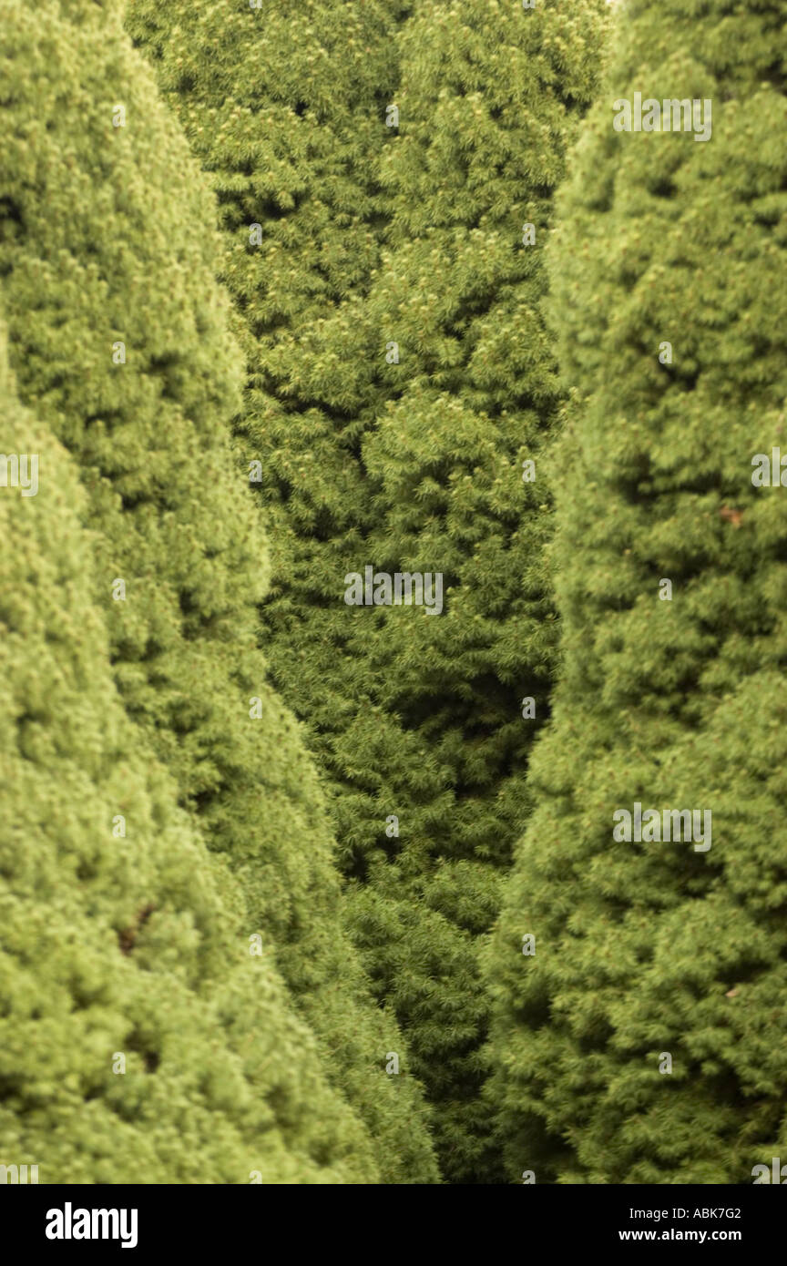 Cone Shaped Trees High Resolution Stock Photography and Images Alamy