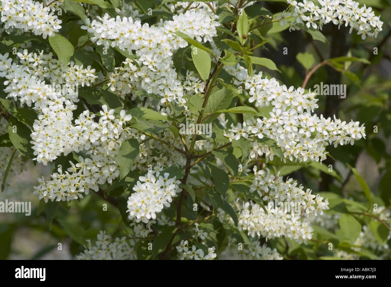 White flowers on European Bird Cherry twig or Mayday tree or Maybush Rosaceae Prunus padus Stock Photo