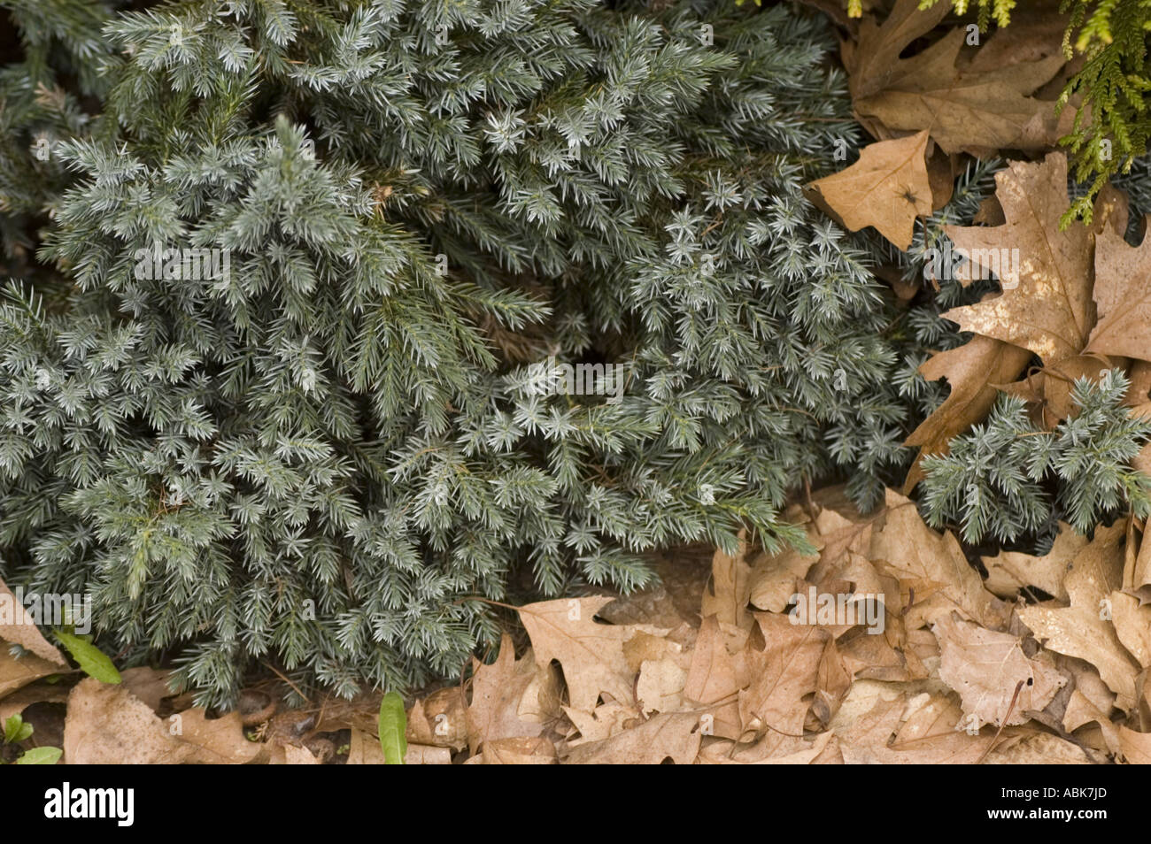 Bluish juniper Cupressaceae Juniperus squamata Blue Spider Stock Photo